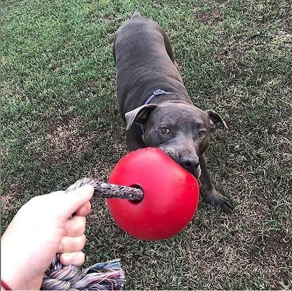 Jolly Pets Romp-n-Roll 8”