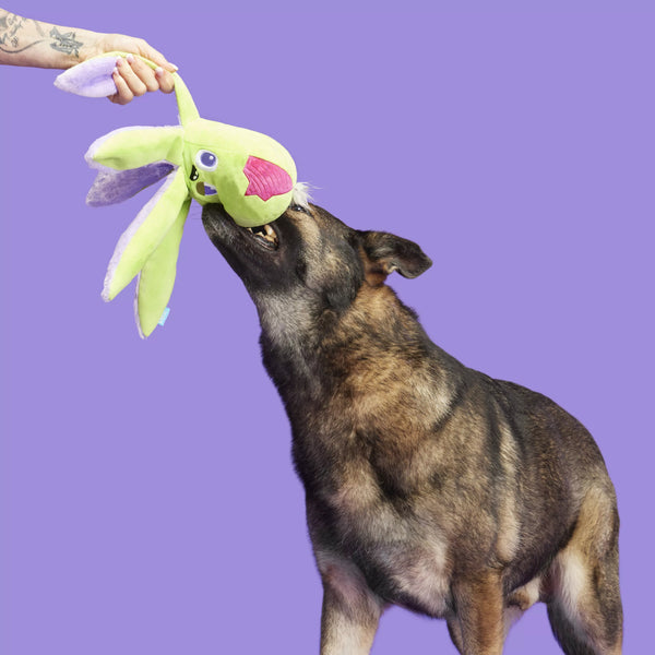 BARK Undead Ollie The Octopus Champion Dog Products