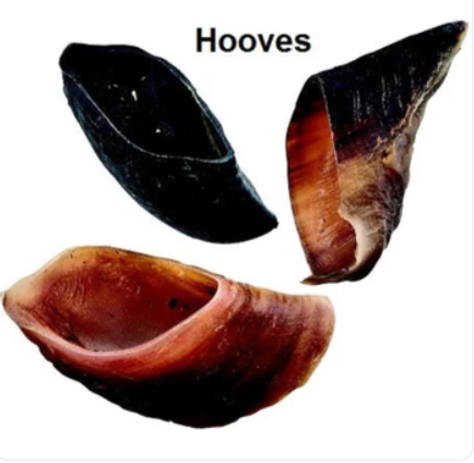 Cow Hooves 6 Pack