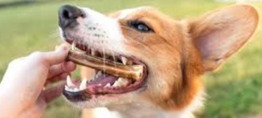 Bulk Bully Sticks