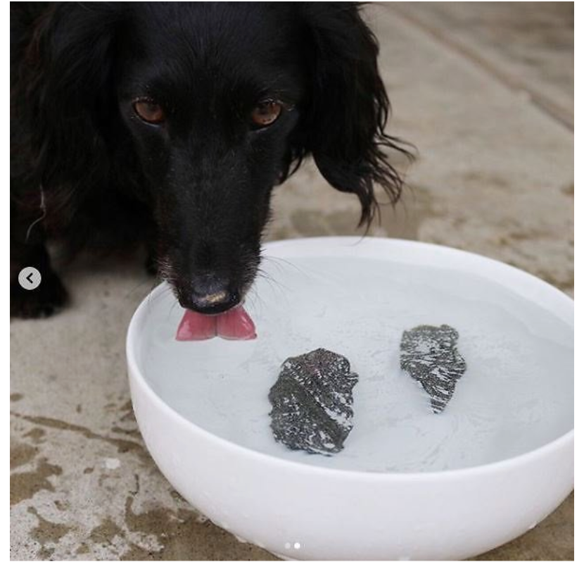 Dog Rocks Champion Dog Products