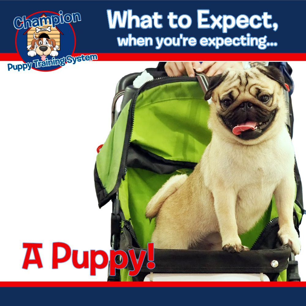 What to Expect When you're Expecting (A PUPPY)