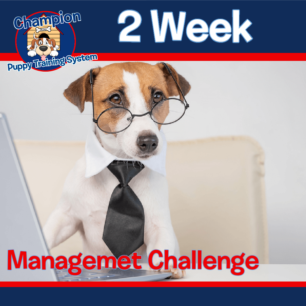 Two Week Puppy Owner Management Challenge