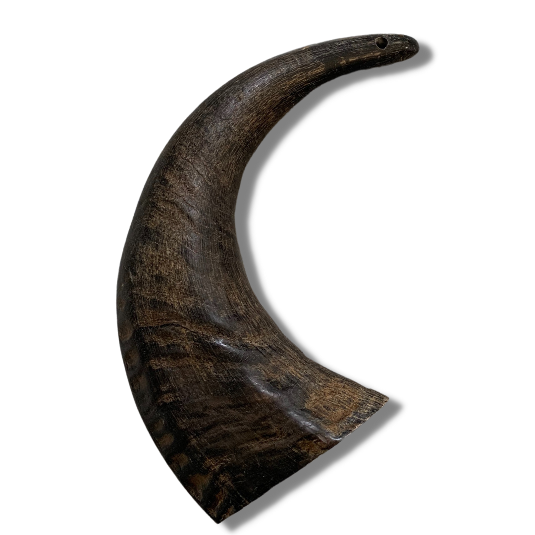Large Buffalo Horn